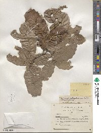 Quercus chihuahuensis image