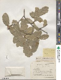 Quercus chihuahuensis image