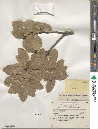 Quercus chihuahuensis image