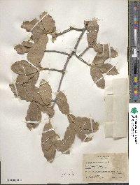 Quercus chihuahuensis image