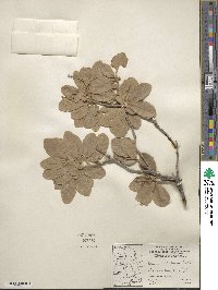 Quercus chihuahuensis image