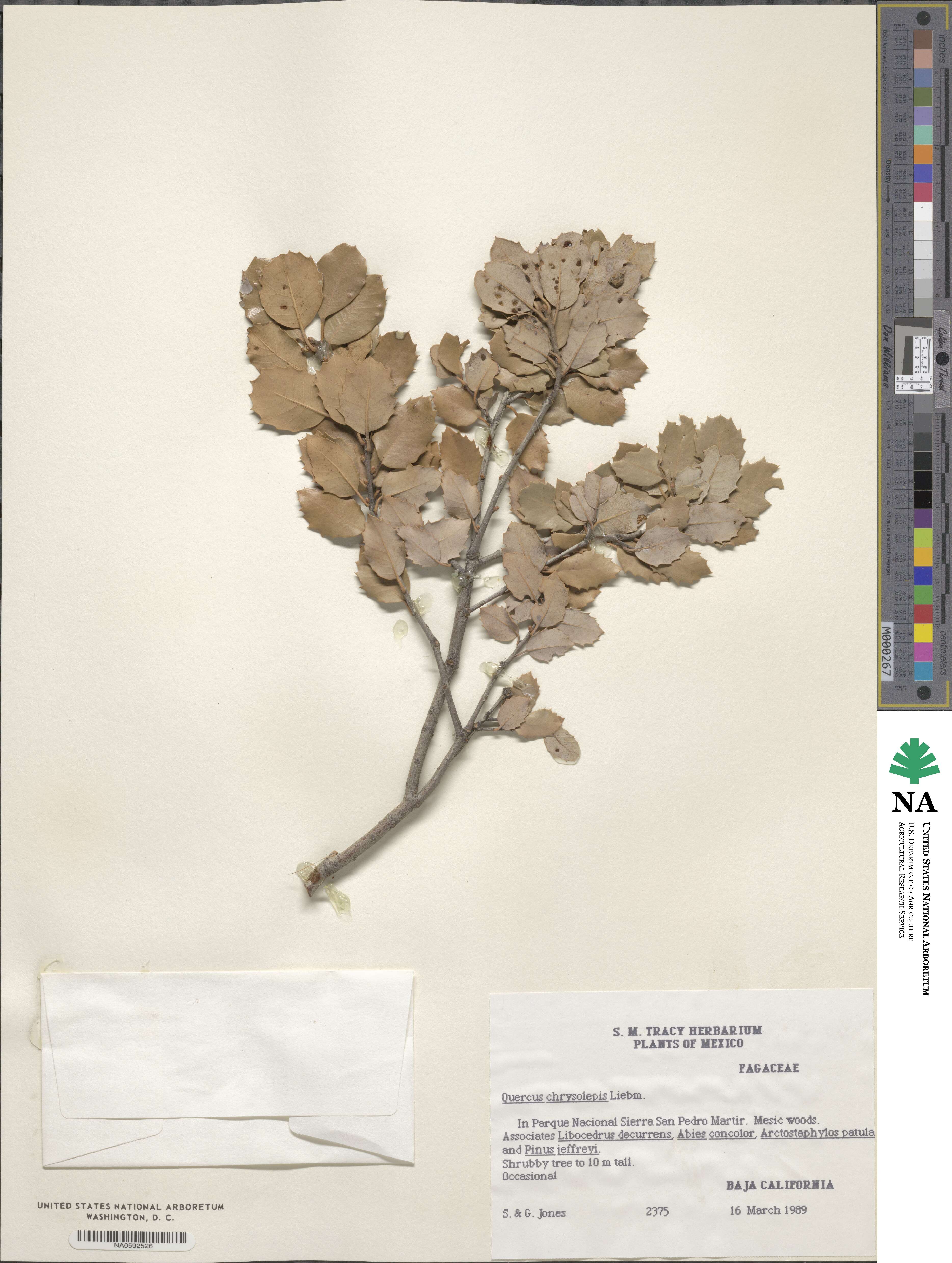 Quercus chrysolepis image