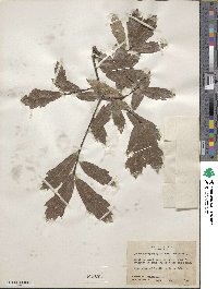 Quercus laurina image