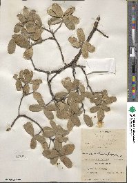 Quercus toumeyi image