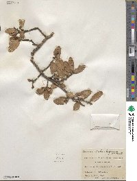 Quercus toumeyi image