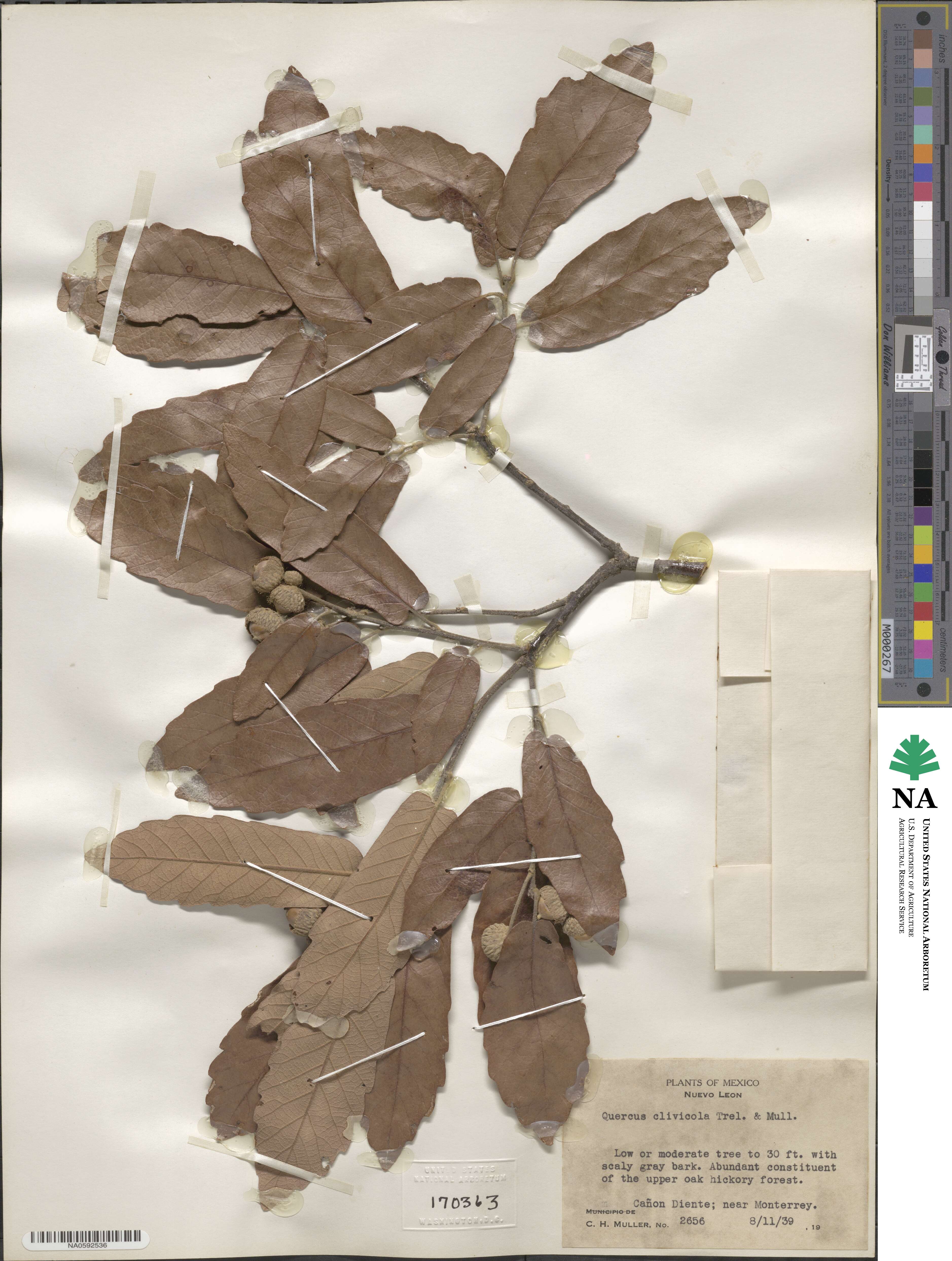 Quercus laeta image