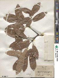 Quercus laeta image