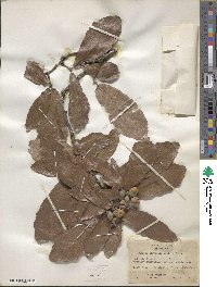 Quercus laeta image