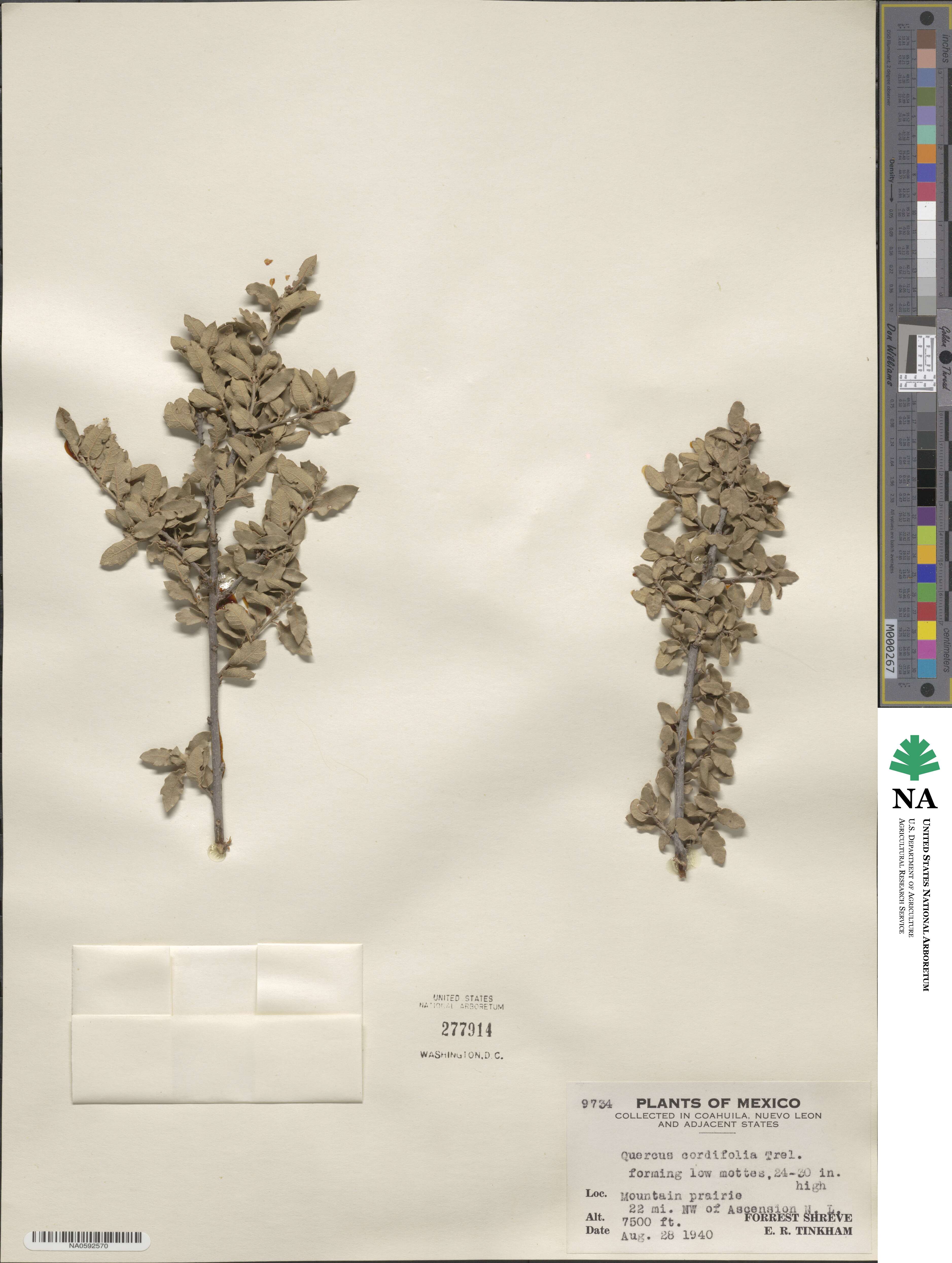Quercus striatula image
