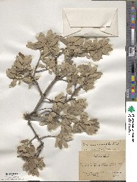 Quercus striatula image