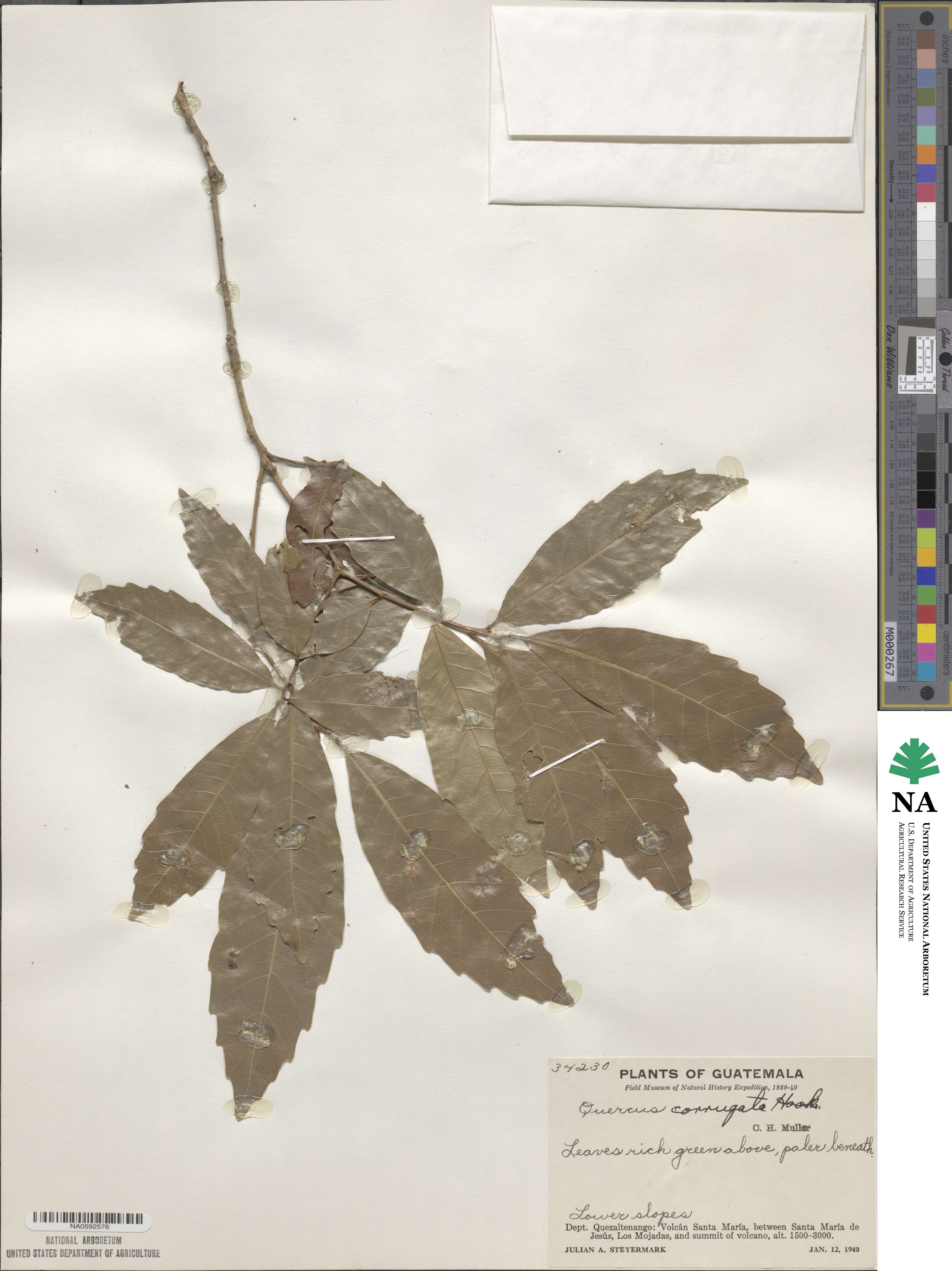 Quercus corrugata image