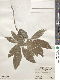 Quercus corrugata image