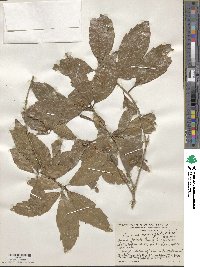 Quercus corrugata image