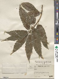 Quercus corrugata image