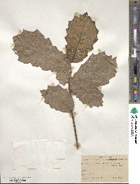 Quercus crassifolia image