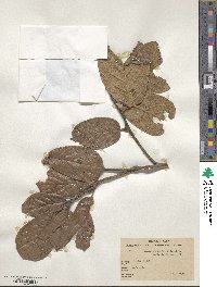 Quercus crassifolia image