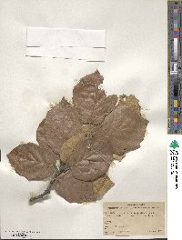 Quercus crassifolia image