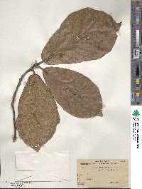 Quercus crassifolia image