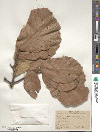 Quercus crassifolia image