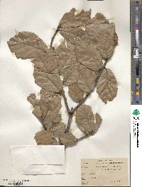 Quercus crassifolia image