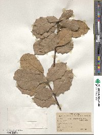 Quercus crassifolia image