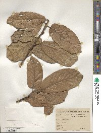 Quercus crassifolia image