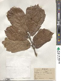 Quercus crassifolia image