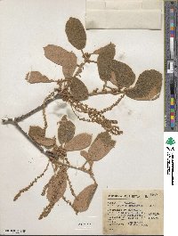 Quercus crassifolia image