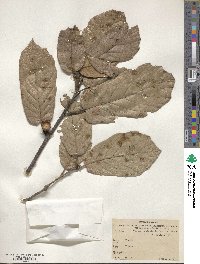 Quercus crassifolia image