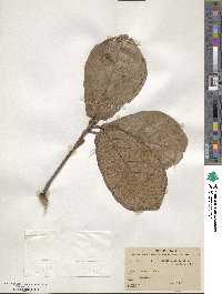 Quercus crassifolia image