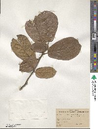 Quercus crassifolia image