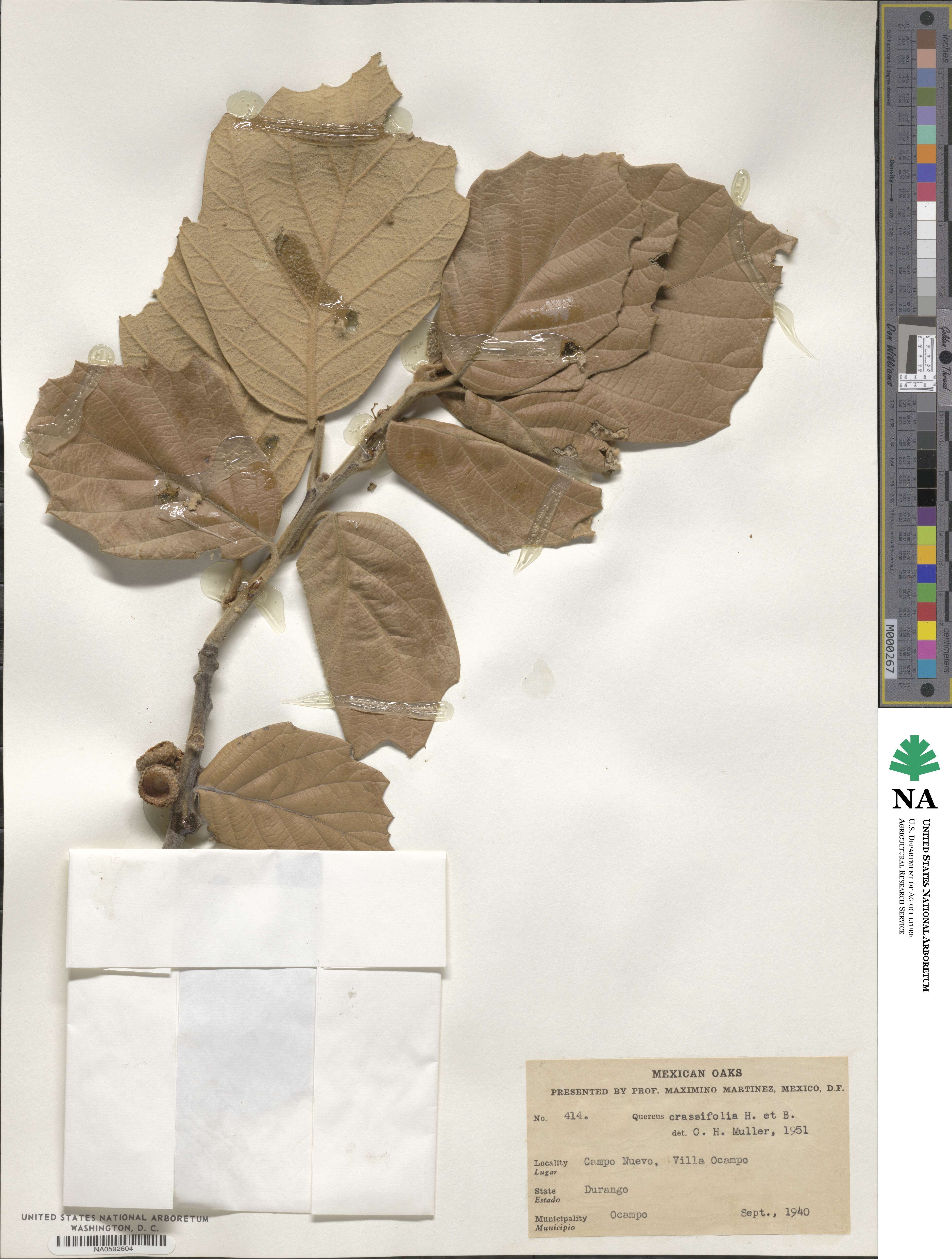 Quercus crassifolia image