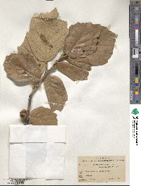 Quercus crassifolia image