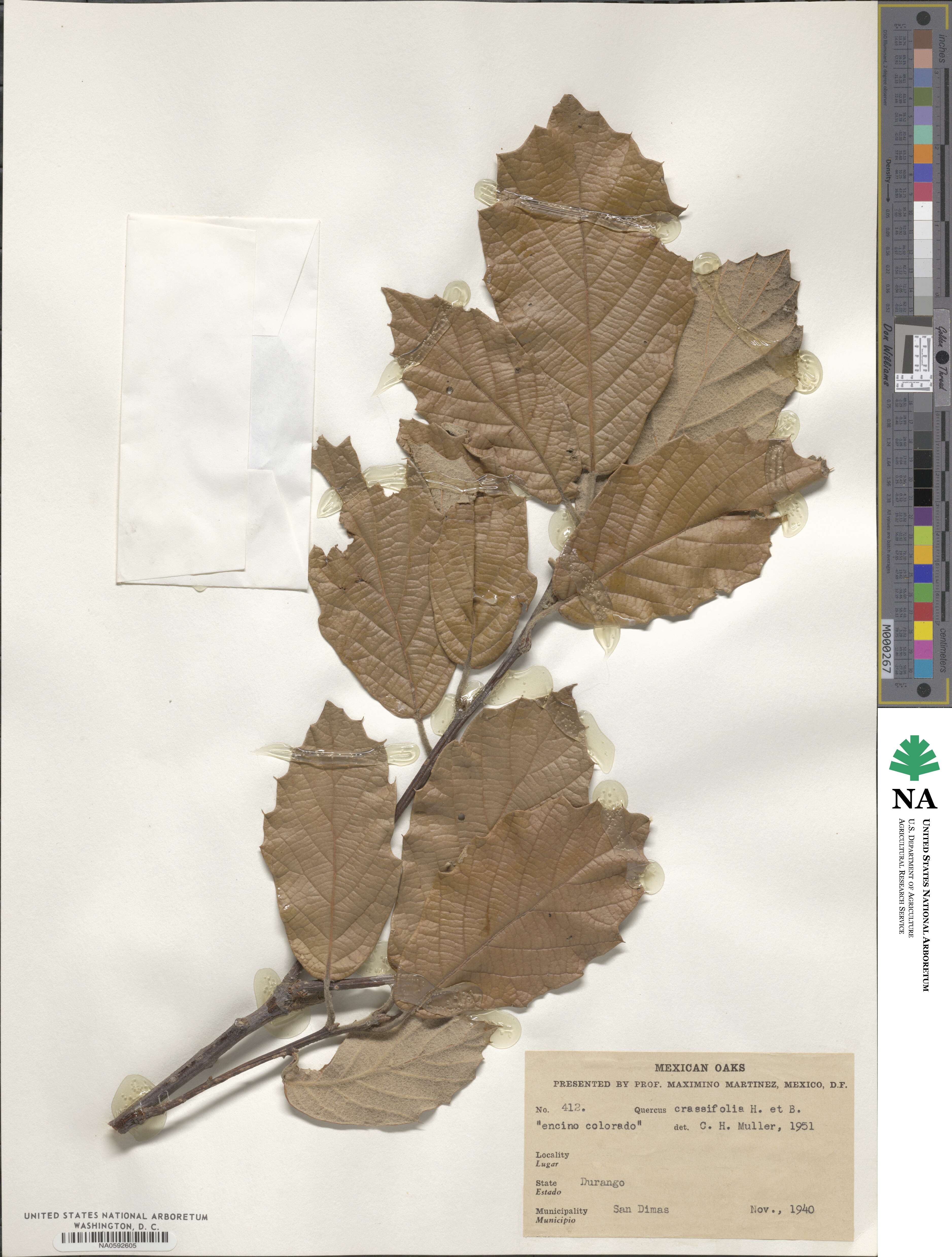 Quercus crassifolia image