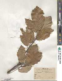 Quercus crassifolia image