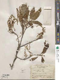 Quercus crispifolia image