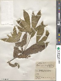 Quercus crispifolia image