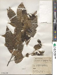 Quercus crispifolia image