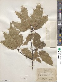 Quercus xalapensis image