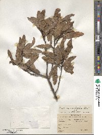 Quercus crispipilis image