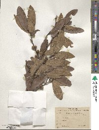 Quercus crispipilis image