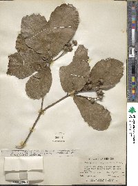 Quercus decipiens image