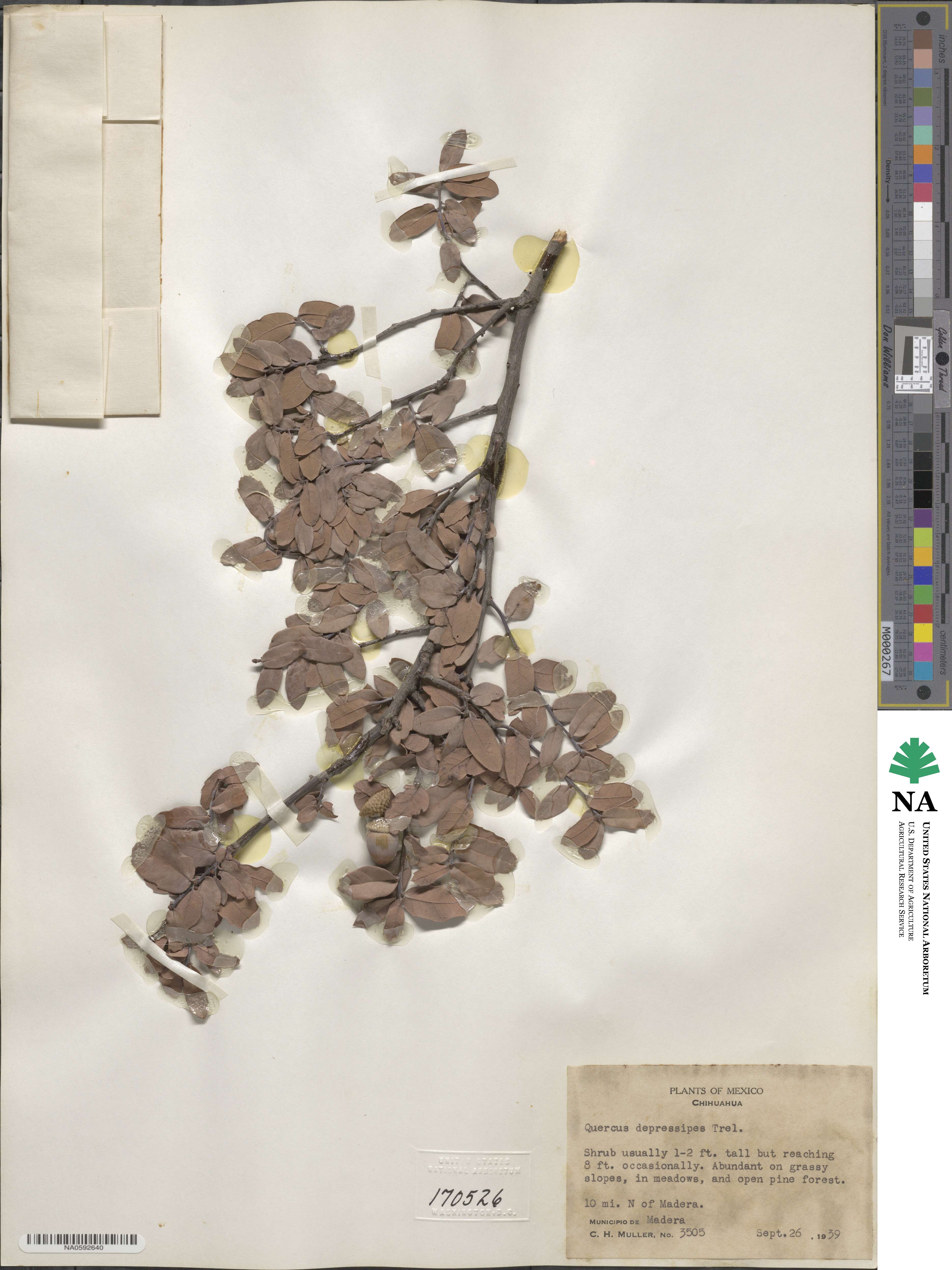 Quercus depressipes image