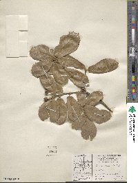 Quercus rugosa image