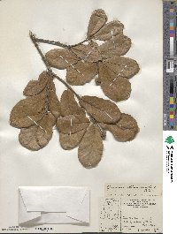 Quercus rugosa image