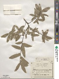 Quercus durifolia image