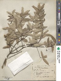 Quercus durifolia image