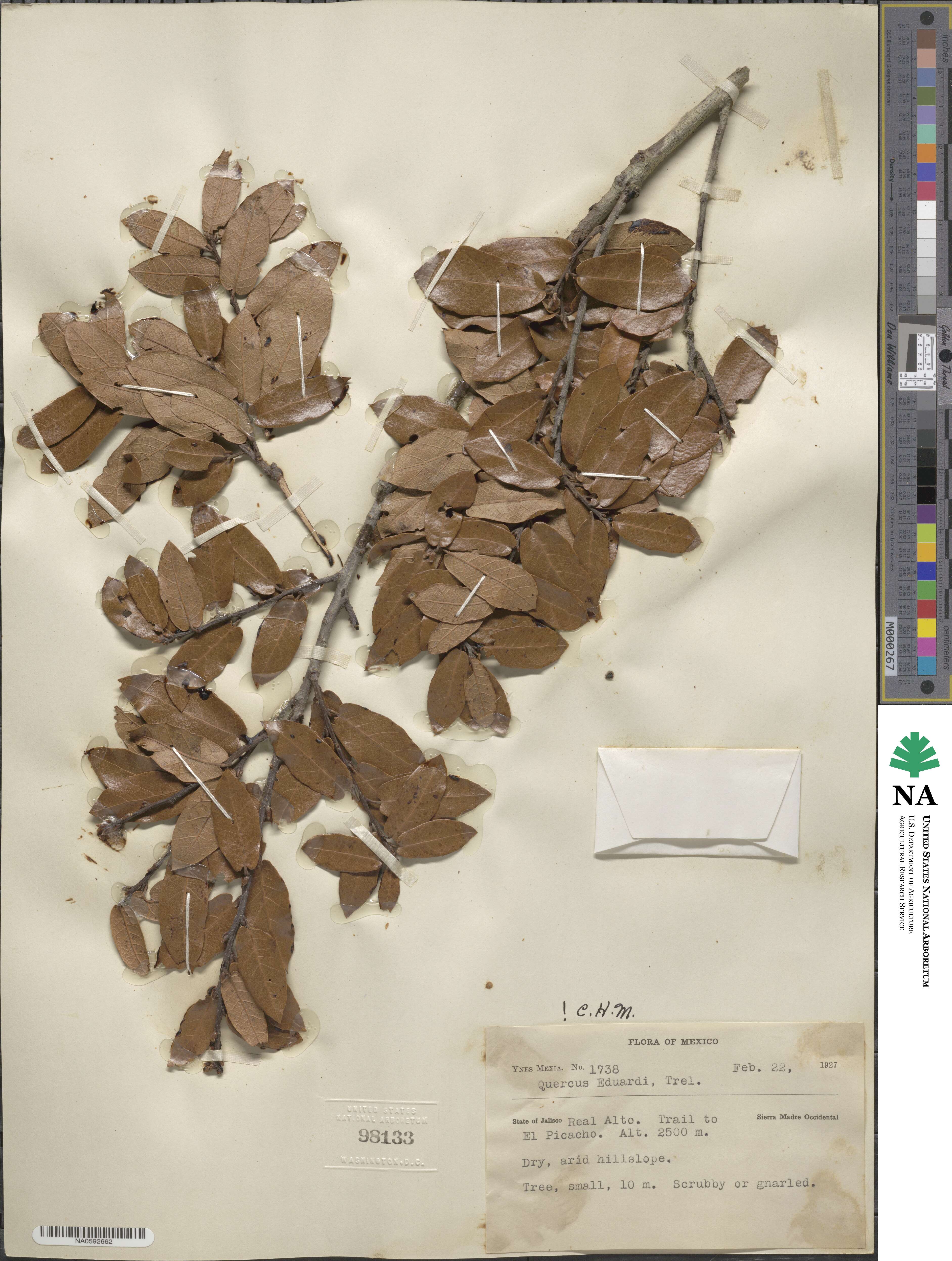 Quercus eduardi image
