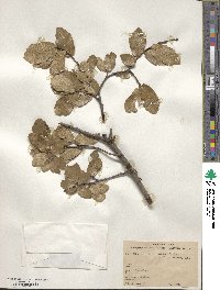 Quercus eduardi image