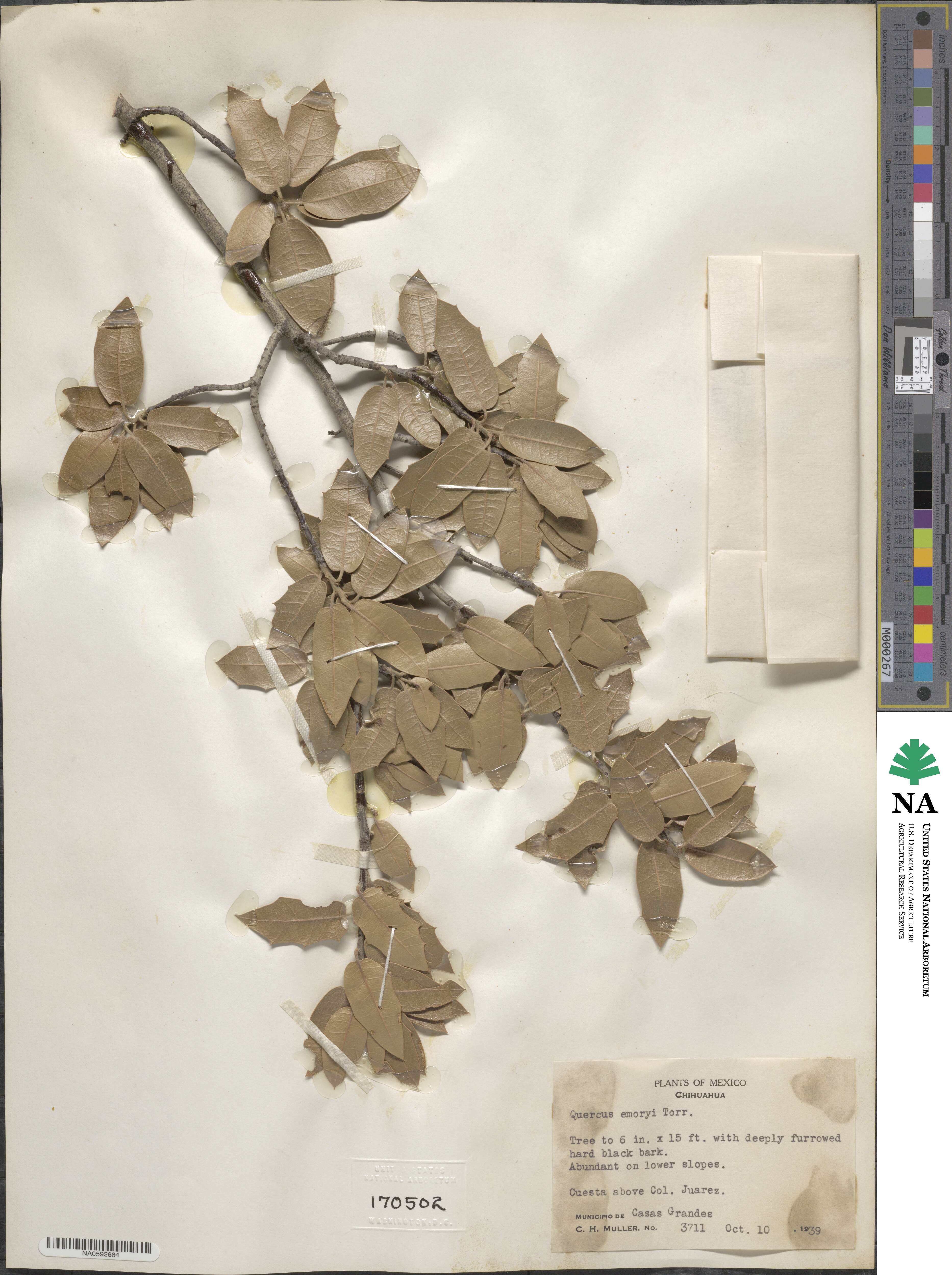 Quercus emoryi image